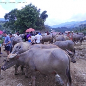 Bac Ha Market-1