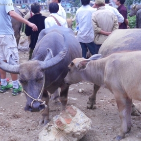 Bac Ha Market-3